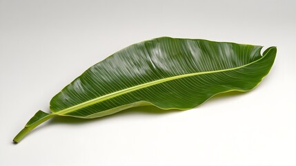 Fototapeta premium Large banana leaf with light veins visible