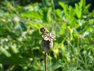 Dragonfly Yellow-winged darter, Sympetrum flaveolum sitting top of on brown poppy head in hot summer day. Topics: fauna, flora, insect, season, macro, nature, garden, natural environment, vegetation