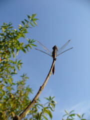 Dragonfly Yellow-winged darter, Sympetrum flaveolum sitting on top of brown twig, blue sky and branches Peach tree with green leaves in hot summer day. Topics: fauna, insect, season, macro, nature