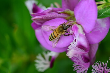 A beautiful bumble bee hovering between flowers collecting pollen to make delicious honey.