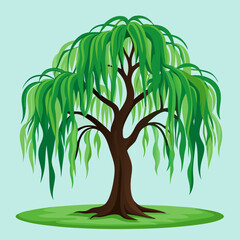 weeping willow tree vector illustration