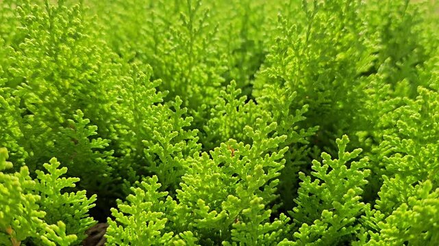 Thuja aurera Nana lemon-green needles