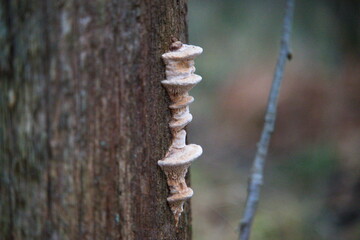Grzybki na pniu © Dominik