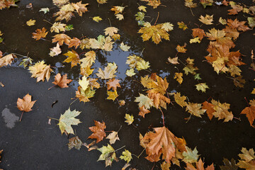 Fallen maple leaves in a puddle on a rainy autumn day