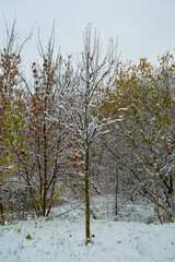 snow on tree branches in the park in autumn
