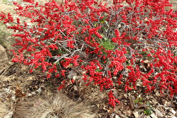 autumn bush with red berries
