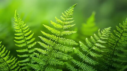 Obraz premium Lush Green Fern Leaves Against a Soft Focus Background Highlighting Natural Textures and Vibrant Shades of Green in a Tranquil Environment