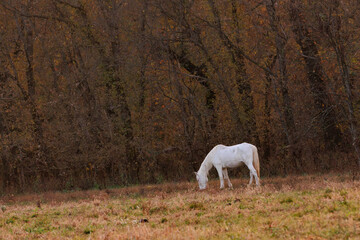 Obraz premium Wild, feral, horses in Shannon County, Missouri, on the Ozark Scenic National Riverways