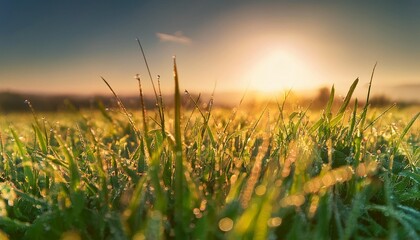 Fototapeta premium sunset in the grass field