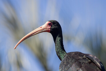 Long beaked bird on Argentina