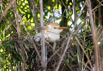 Nesting heron