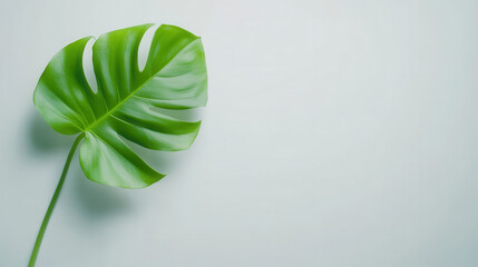 vibrant monstera leaf against soft, minimalistic background creates fresh and calming atmosphere. Perfect for nature lovers and interior design enthusiasts