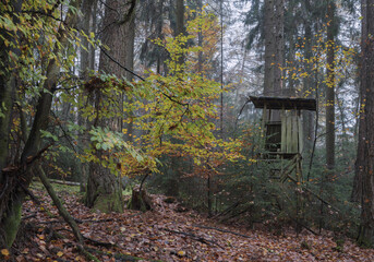 Feinstes Herbstwetter im Wald und Forst, Fichten und Buchen