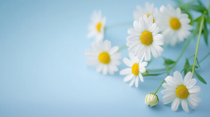 Obraz premium Fresh white daisies on light blue background create serene and cheerful atmosphere, perfect for spring or summer themes