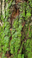 Green moss on the bark of an old tree close-up. Selective focus