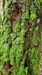 Green moss on the bark of an old tree close-up. Selective focus