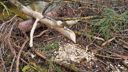 Report of a beaver's work gnawing on an aspen tree trunk. Day 4. Selective Focus