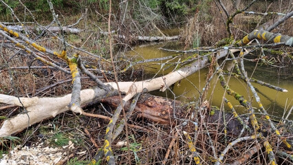 Report of a beaver's work gnawing on an aspen tree trunk. Day 4. Selective Focus