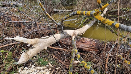 Report of a beaver's work gnawing on an aspen tree trunk. Day 4. Selective Focus
