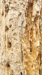 Texture of a tree with traces of a woodpecker's beak. Close-up of destroyed trunks. Selective focus