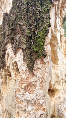 Texture of a tree with traces of a woodpecker's beak. Close-up of destroyed trunks. Selective focus