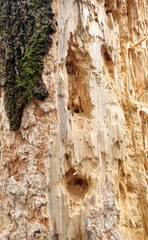 Texture of a tree with traces of a woodpecker's beak. Close-up of destroyed trunks. Selective focus
