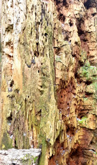 Texture of a tree with traces of a woodpecker's beak. Close-up of destroyed trunks. Selective focus