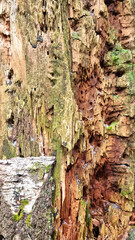 Texture of a tree with traces of a woodpecker's beak. Close-up of destroyed trunks. Selective focus