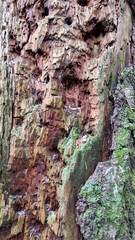 Texture of a tree with traces of a woodpecker's beak. Close-up of destroyed trunks. Selective focus