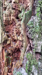 Texture of a tree with traces of a woodpecker's beak. Close-up of destroyed trunks. Selective focus