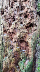 Texture of a tree with traces of a woodpecker's beak. Close-up of destroyed trunks. Selective focus