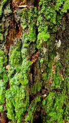 Texture of a tree with traces of a woodpecker's beak. Close-up of destroyed trunks. Selective focus