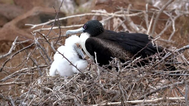 Female frigatebird nurturing her young chick in a nest, showcasing the bond of care and protection in the wild