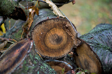 Chopped cherry tree logs stacked up for drying
