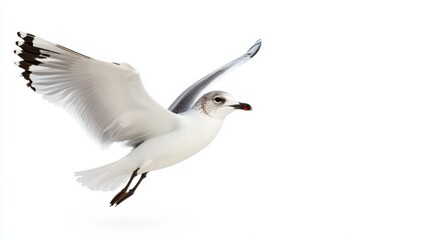 Obraz premium Single Seagull in Flight Against White Background