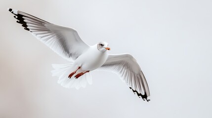 Fototapeta premium Seagull in Flight Against a Soft Background