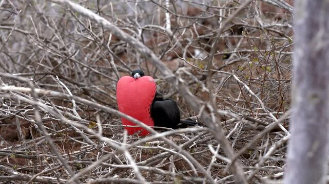Male frigatebird sits on branches, inflating its vibrant red throat pouch during a captivating courtship display