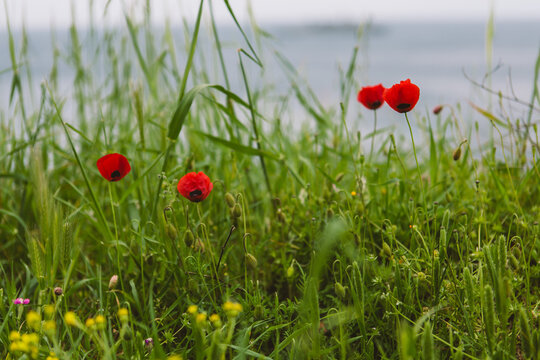 Wild poppy (poppies) flowers grow on the shores of the Lemnos (Limnos) island in the northern Aegean Sea. A great background photo for Remembrance Day or Anzac Day
