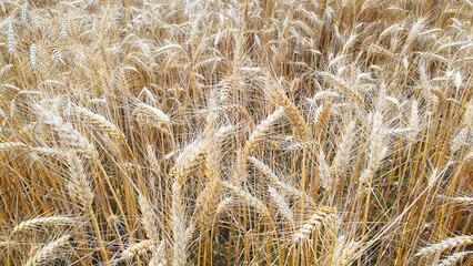 Landscape with field of ripened wheat ears.