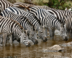 Thirsty Zebras