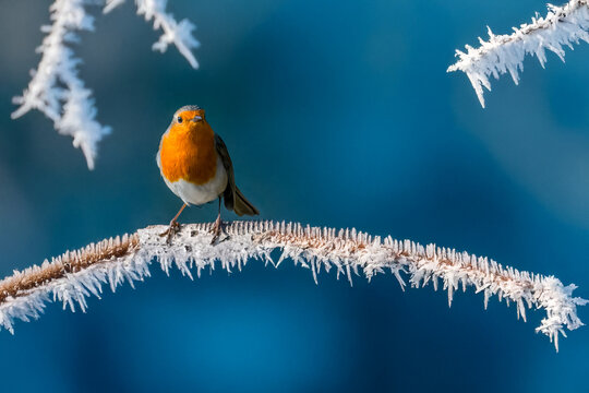 Pettirosso (Erithacus rubecula) appollaiato su un ramo ricoperto di brina in una mattina di sole.