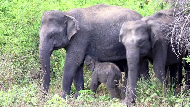 Baby elephant suckling from its mother while walking alongside its family in a lush forest setting