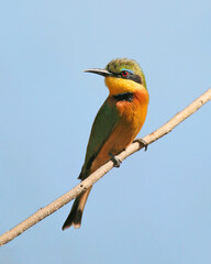 Sitting Pretty, Bee-Eater