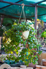 Swedish ivy plant hanging in a pot in the nursery for sale