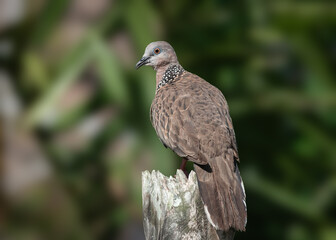 Portrait of a spotted dove (Streptopelia chinensis) against a background of tropical vegetation, rear view