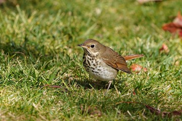 The hermit thrush (Catharus guttatus) is a medium-sized North American thrush.