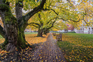 Naklejka premium UW Campus in Autumn: A Walk Through Vibrant Colors