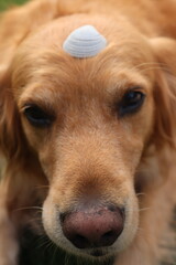 Cute fluffy golden retriever with white seashell on head