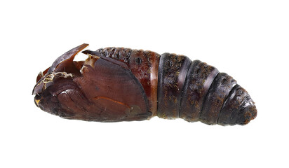 Cypress moth, Pachypasa otus or Sphinx otus (Lepidoptera: Lasiocampidae) is a one of the dangerous pests of cypress, juniper, thuja and oak trees. Pupa after the moth emerging