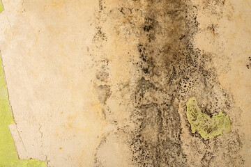Black spots of toxic mold and fungal bacteria growing on a green wall.